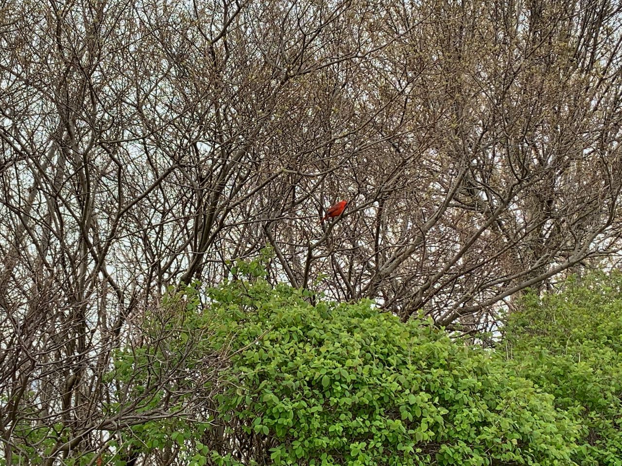 tales for dreamers: the song of the red bird