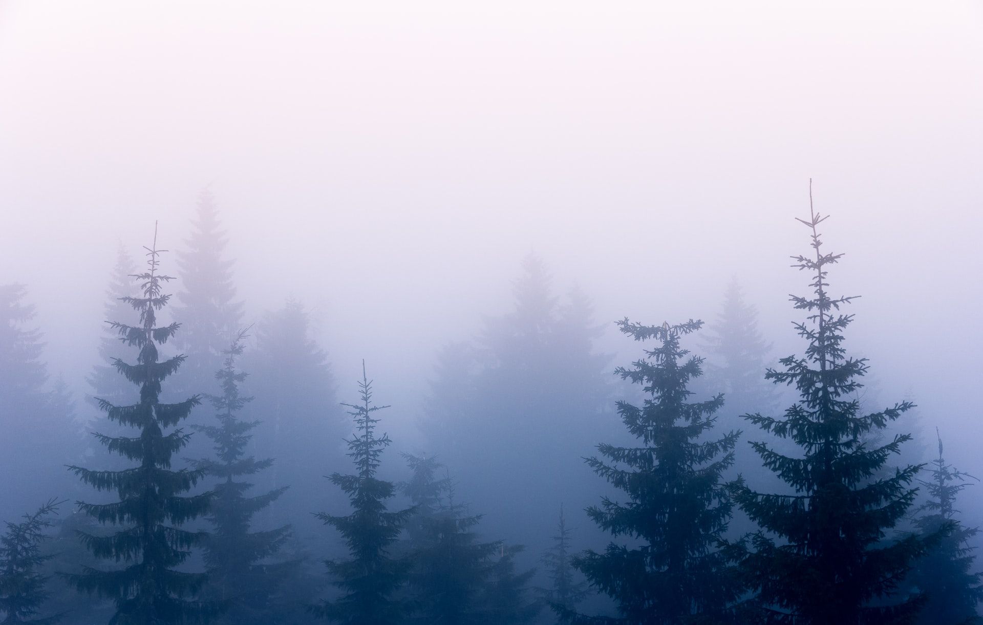 silhouettes of evergreen trees against a misty background