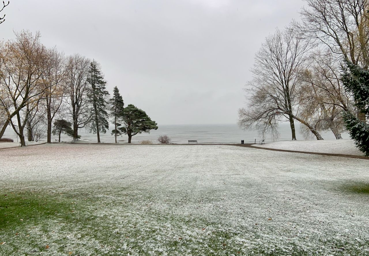dusting of snow on a grassy lawn overlooking pines and maples on the border of Lake Ontario