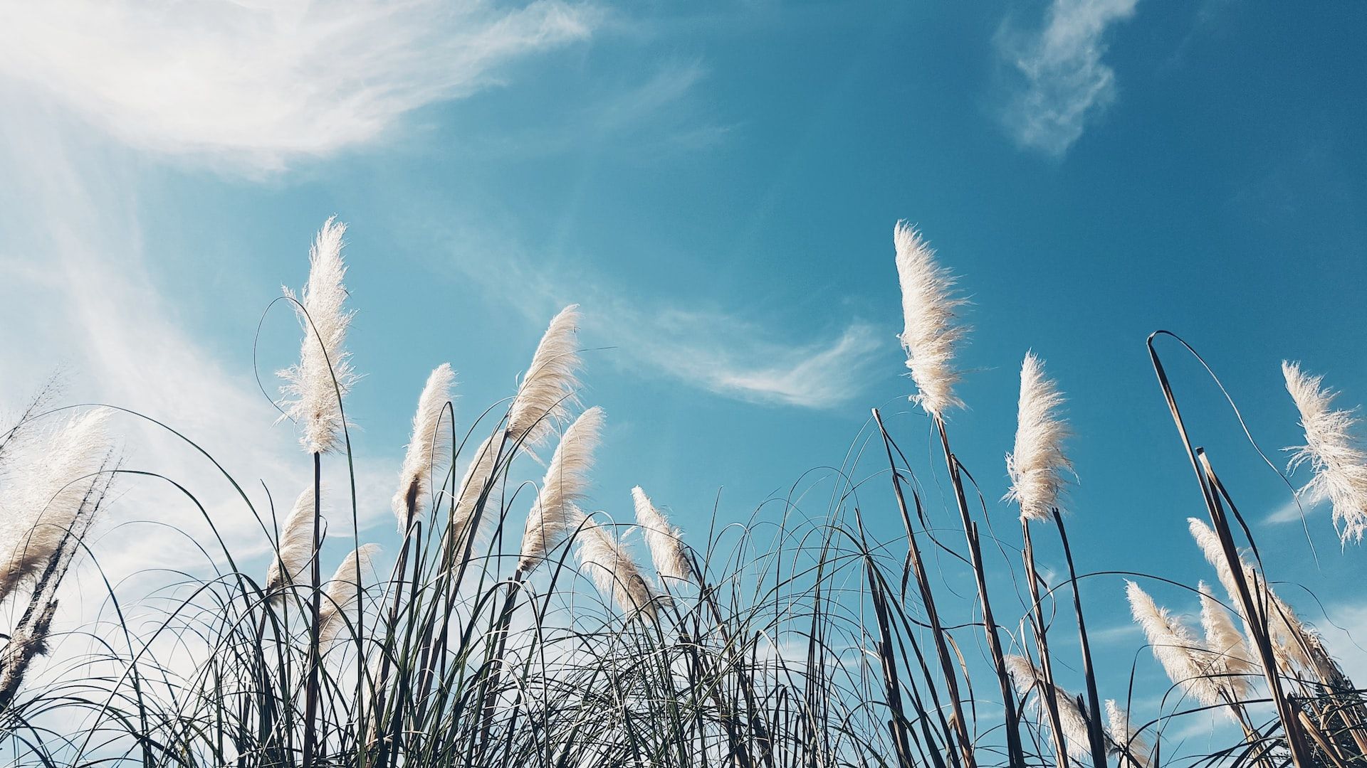 white and green grass under a blue sky