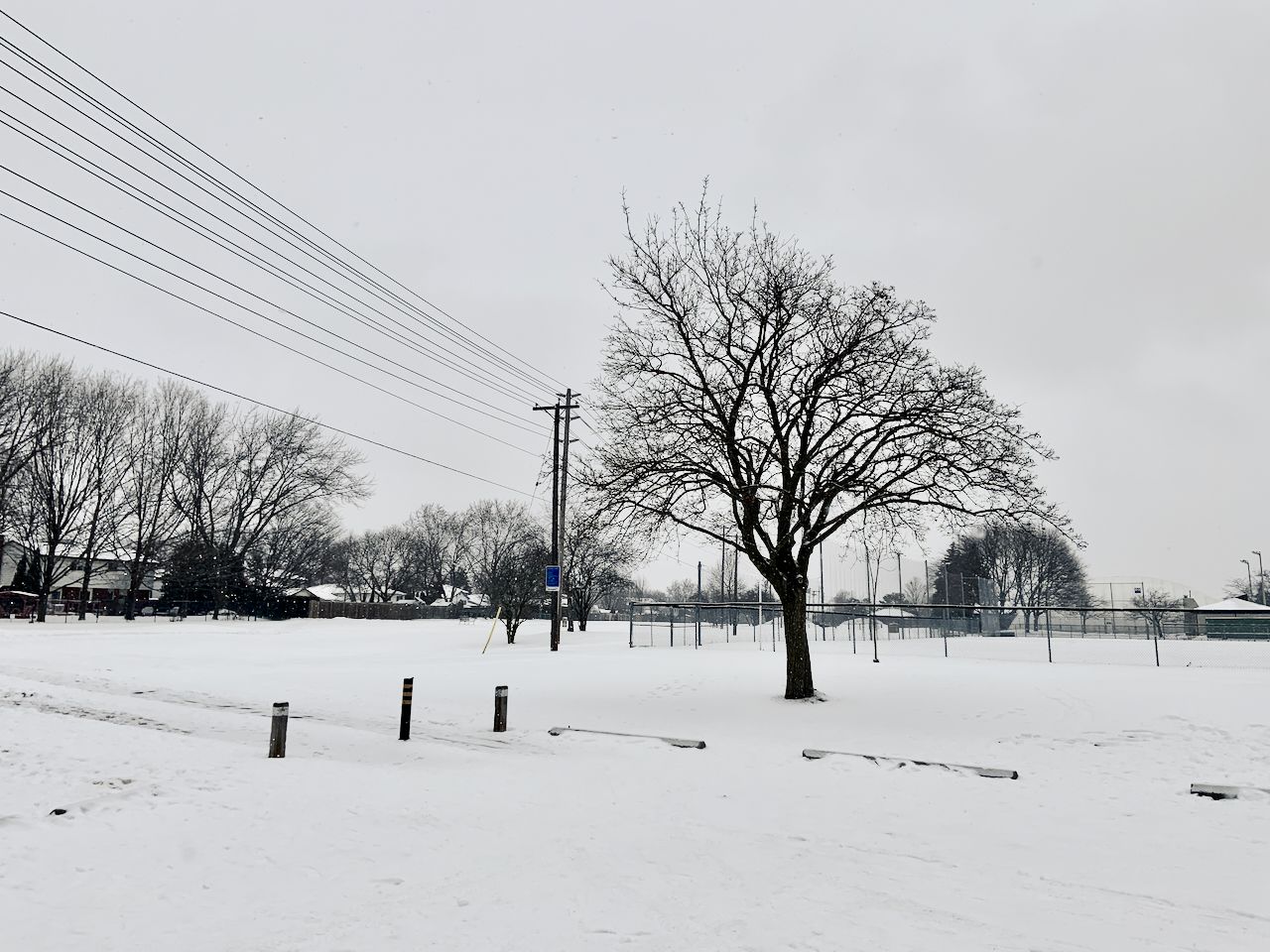 A leafless maple tree on a snow-covered ground