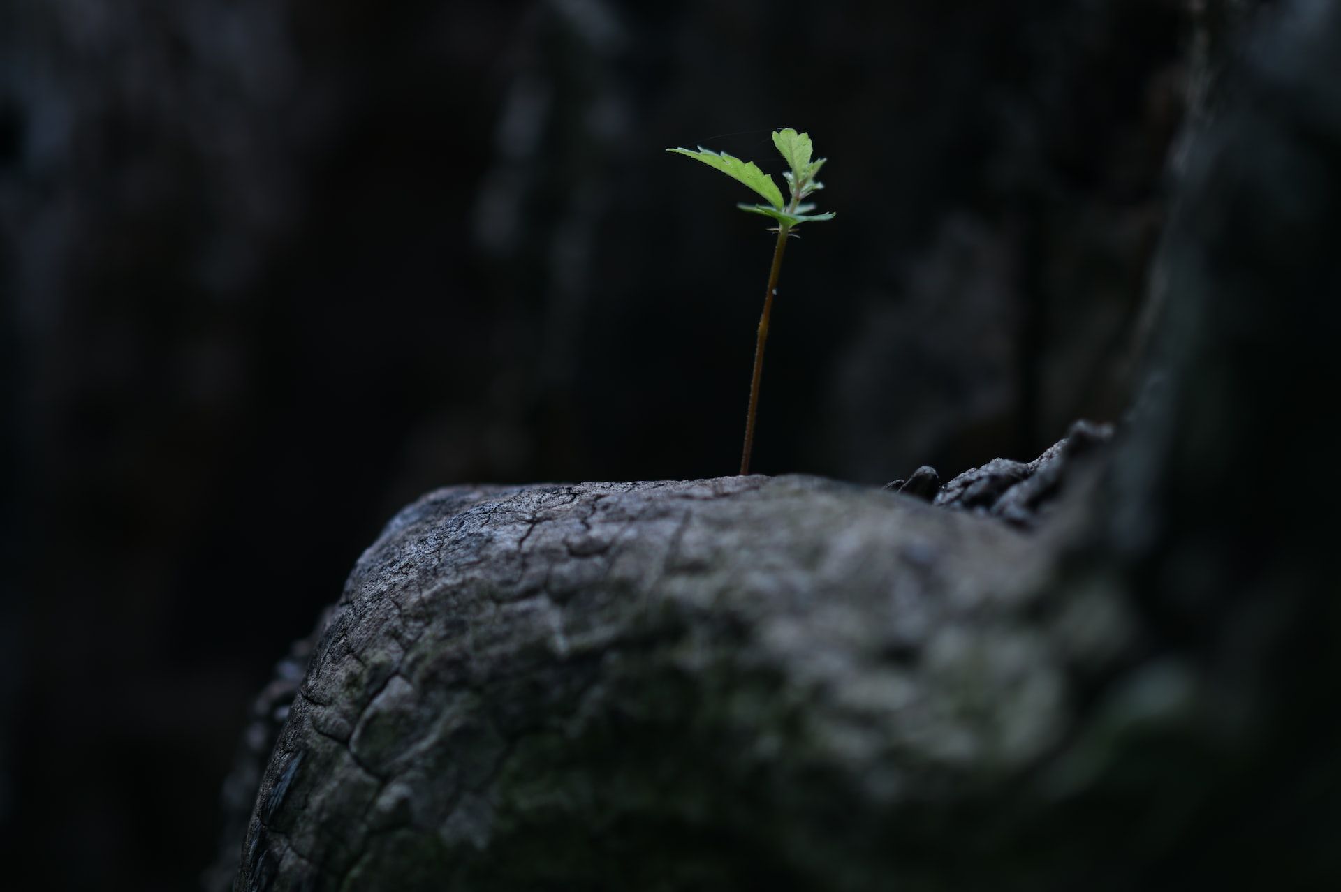 a tiny sapling growing out of a grey rock