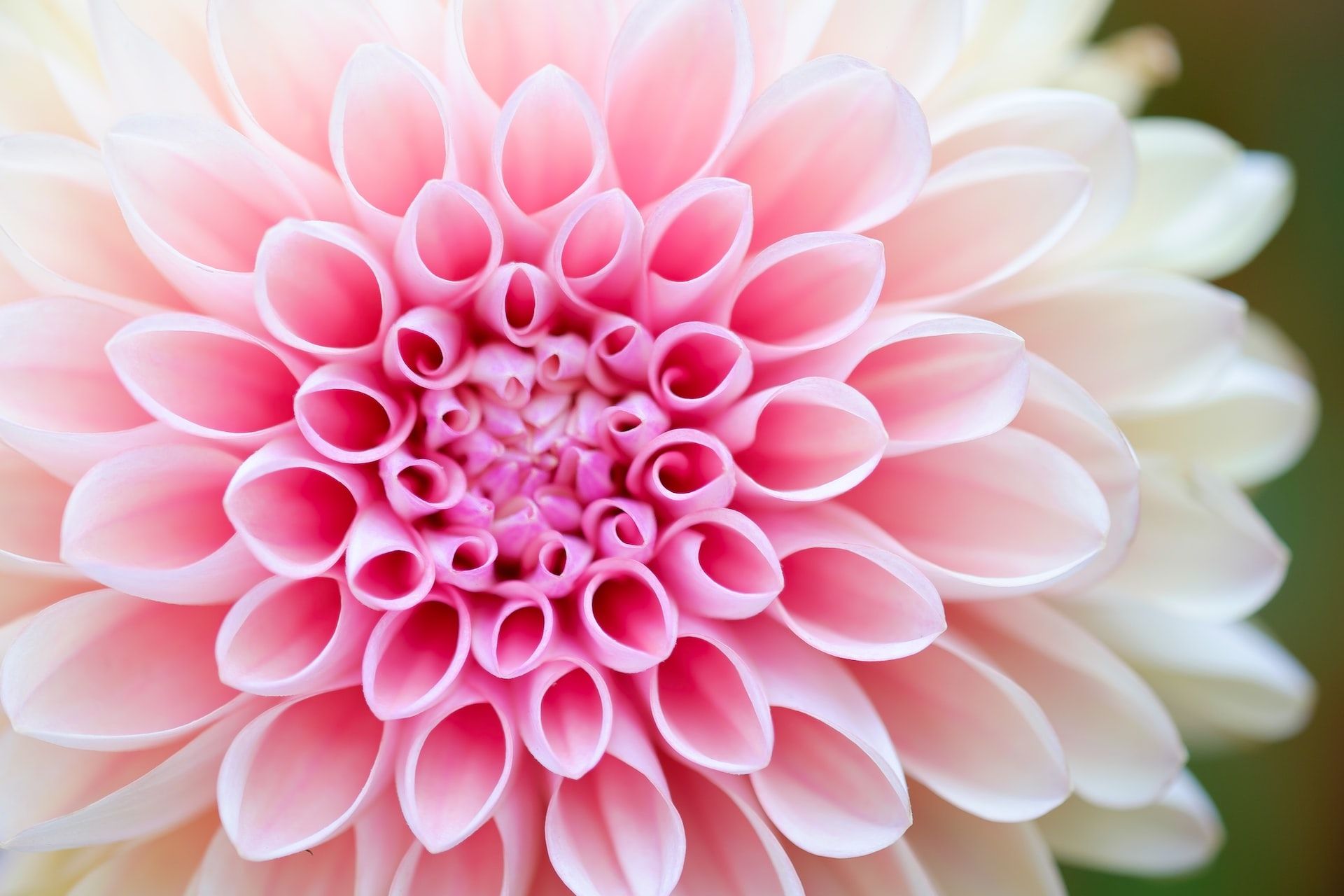 close-up of pink flower petals