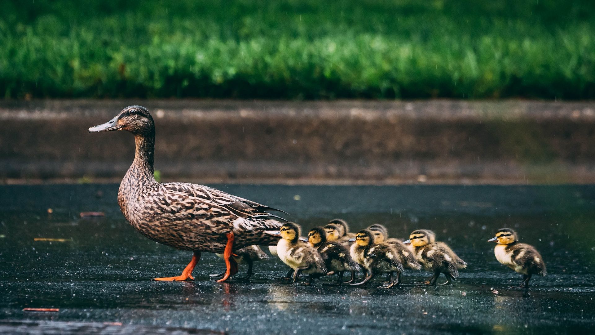 duck leading ducklings across a rain-soaked street