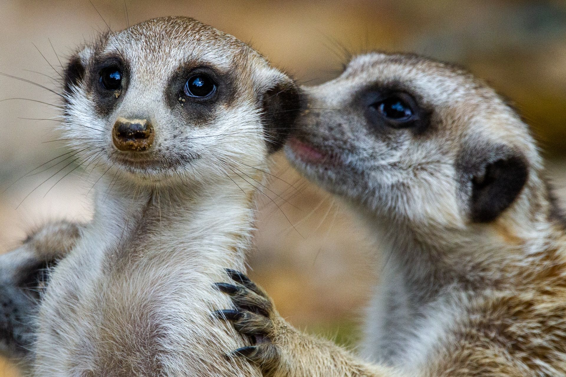 a meerkat whispering into another's ear