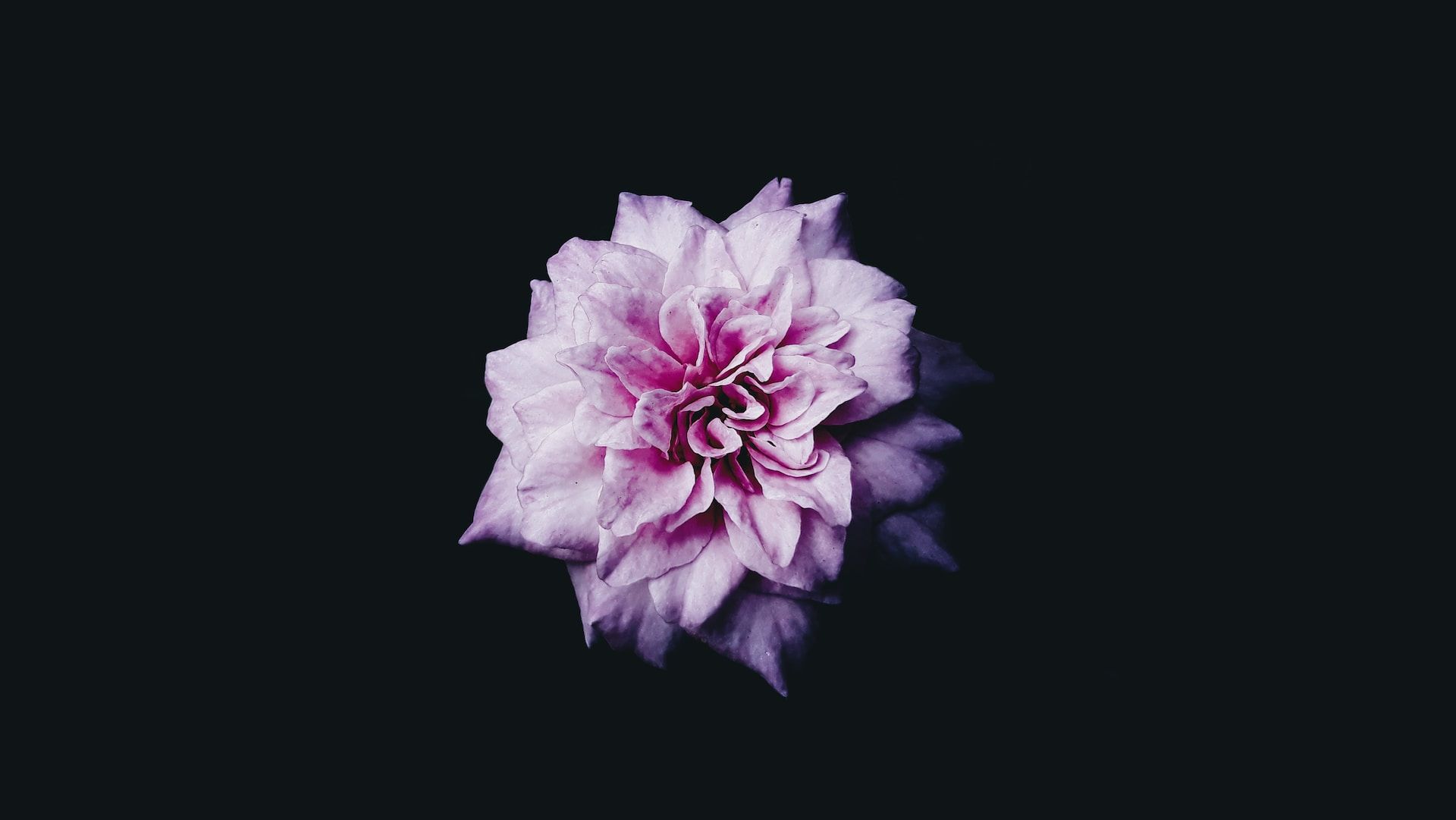 purple coloured flower against a black empty background
