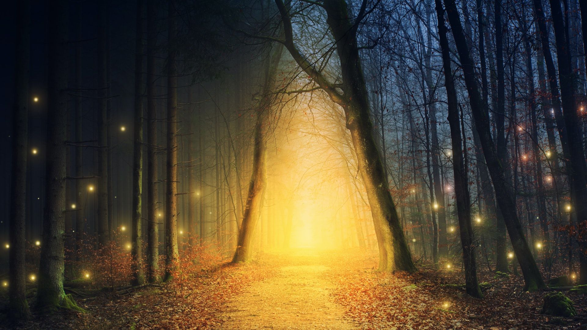 trail in a forest lit with yellow light