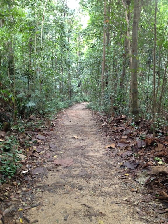a path through the woods