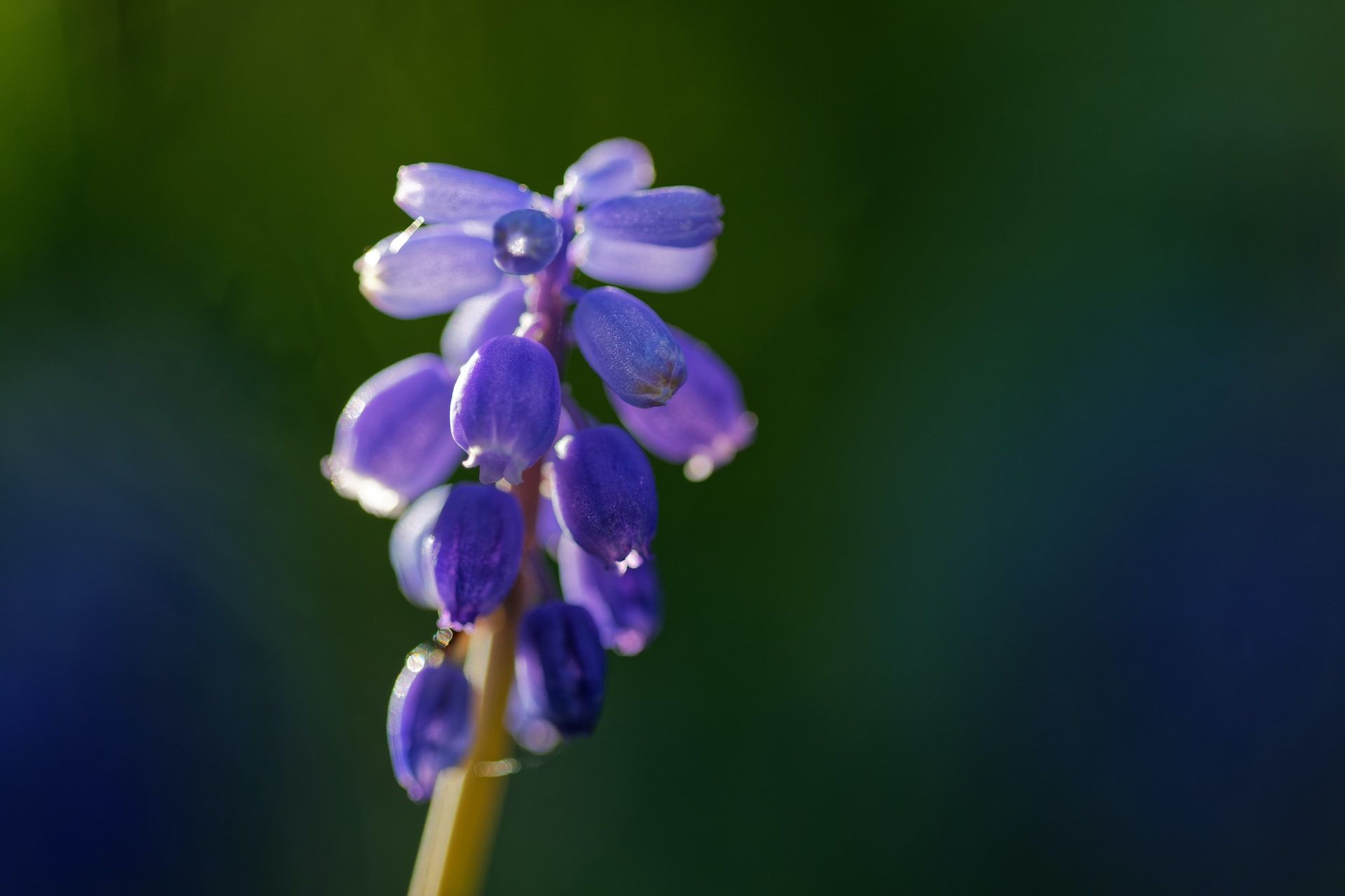a stalk of purple hyacinth