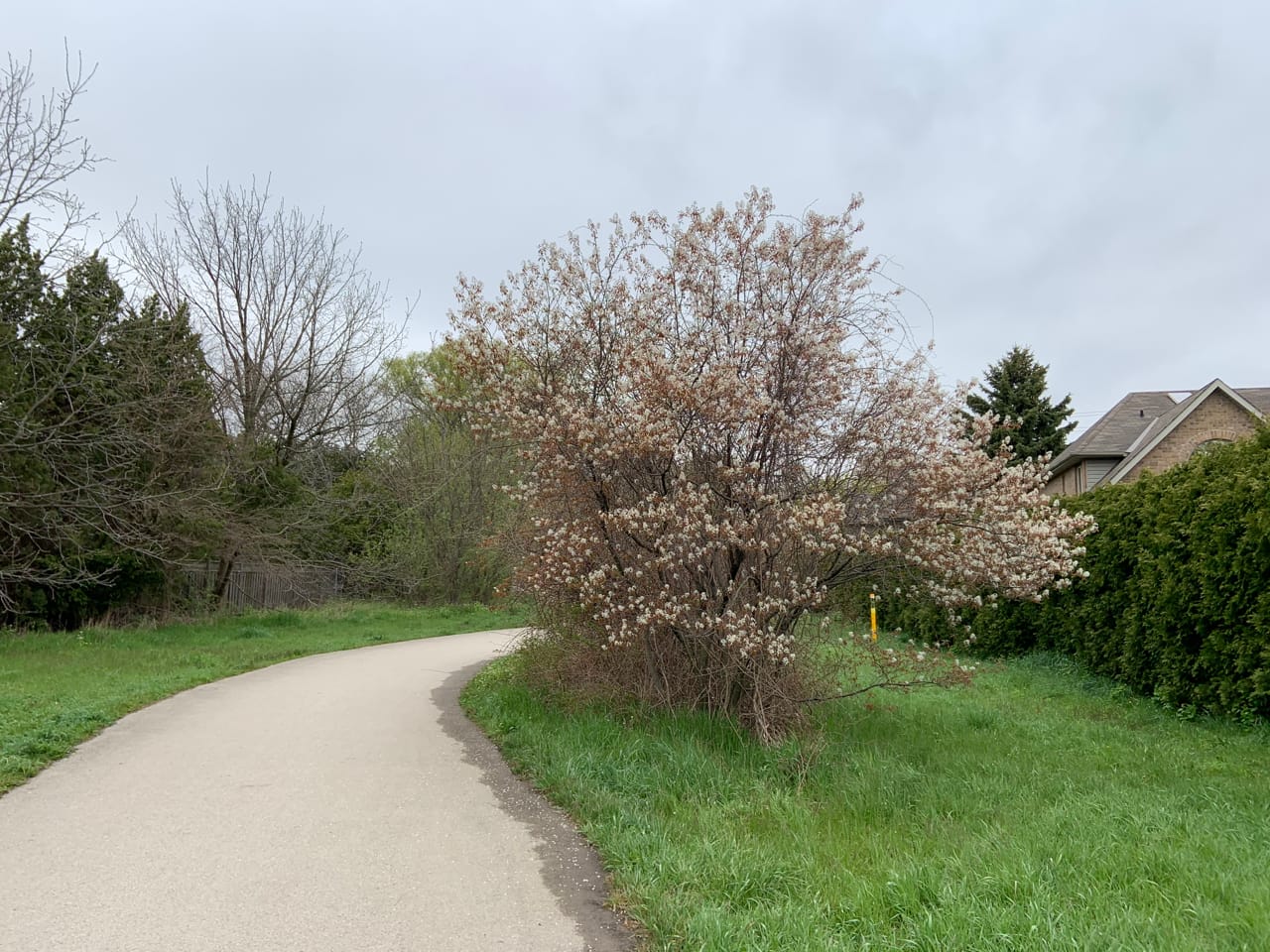 a flowering plant on a grassy lawn