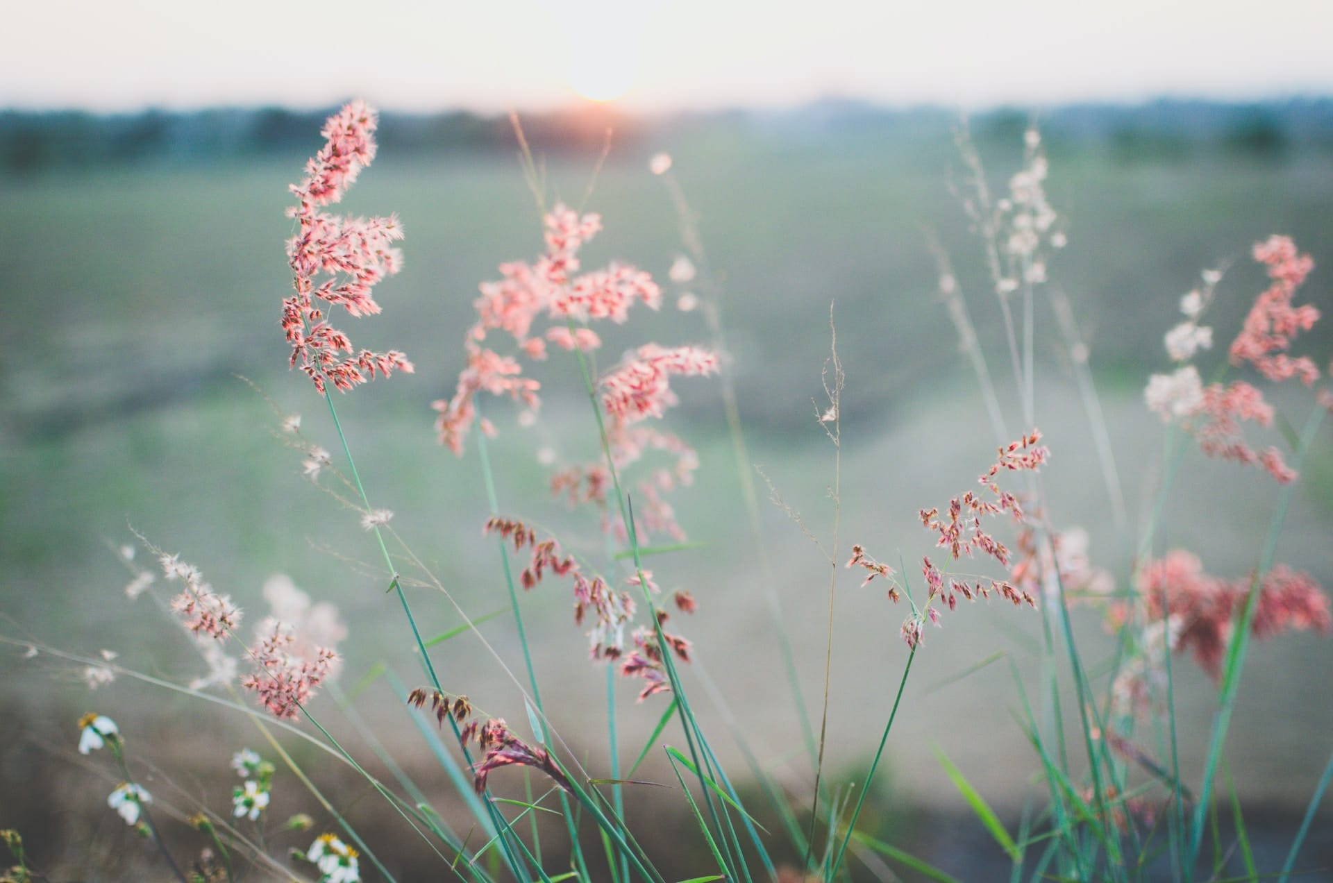 pink flowers on long grass