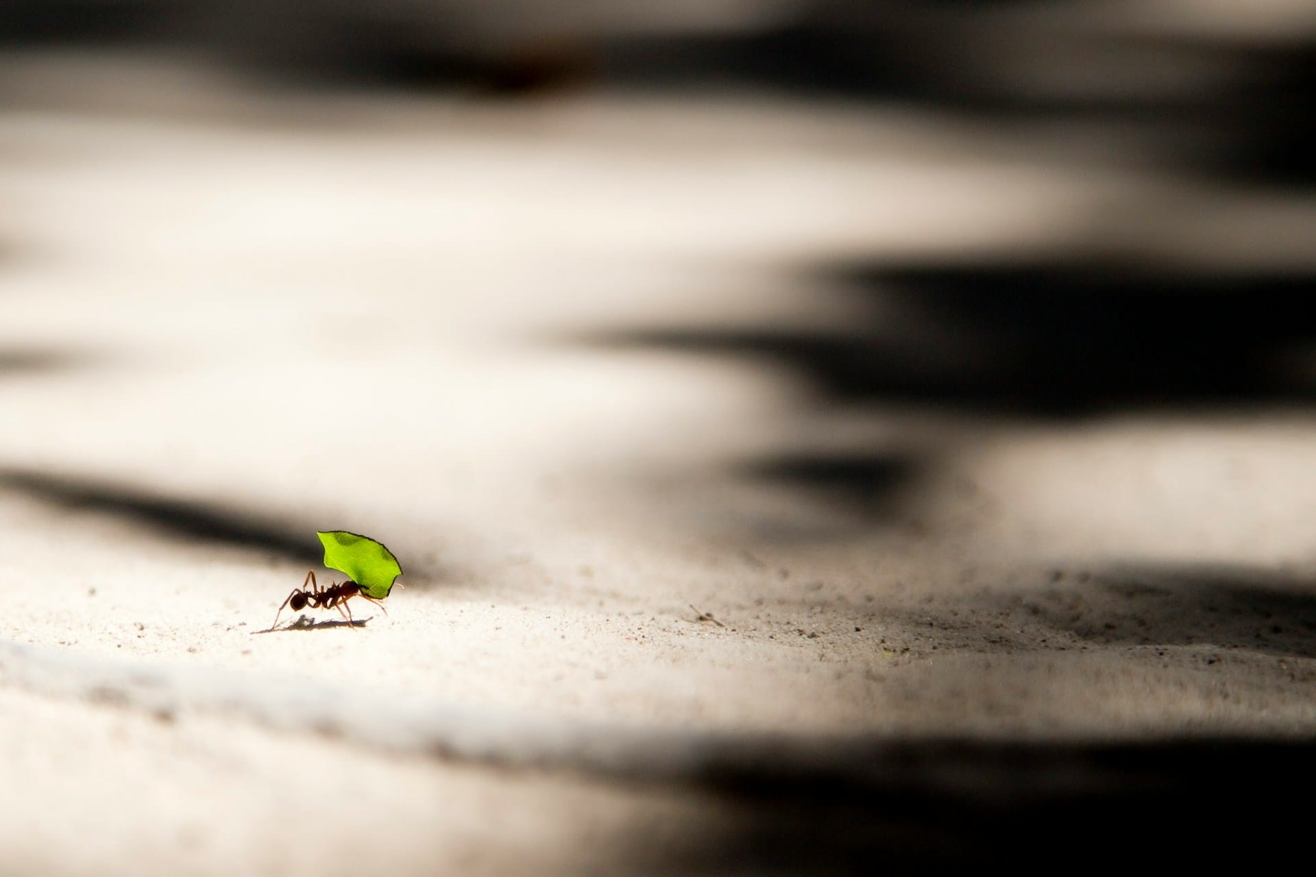 an ant carrying a leaf across a barren path