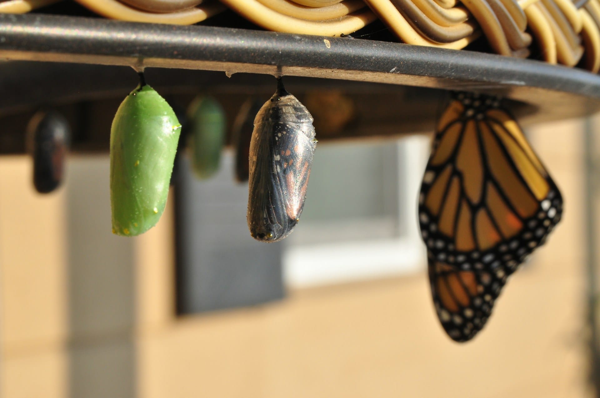 butterfly chrysalis in three stages of evolution: a new green one, a transparent one, and a butterfly that has emerged
