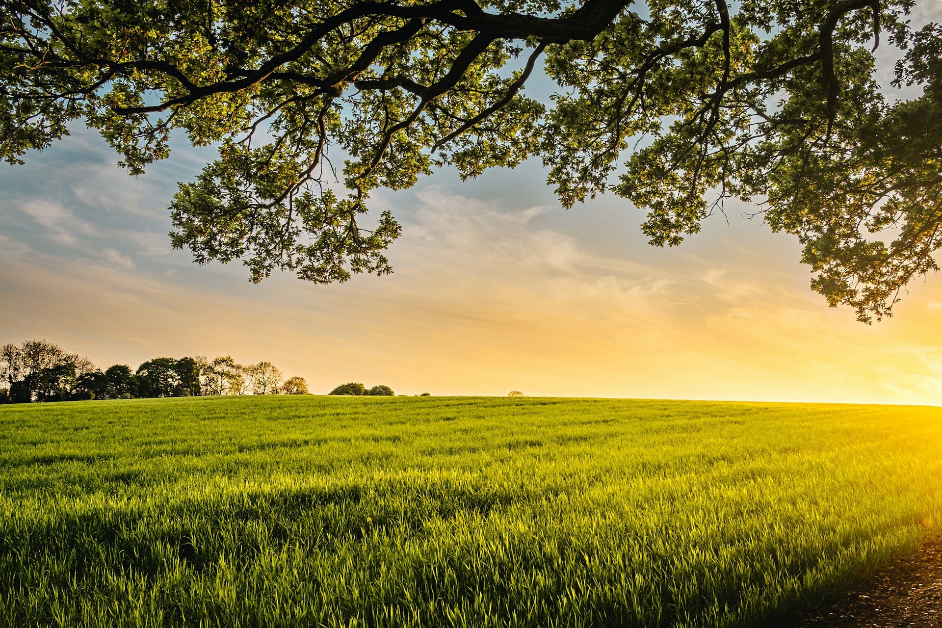a field of green grass rolling to a sunlit horizon framed by the boughs of a tree above