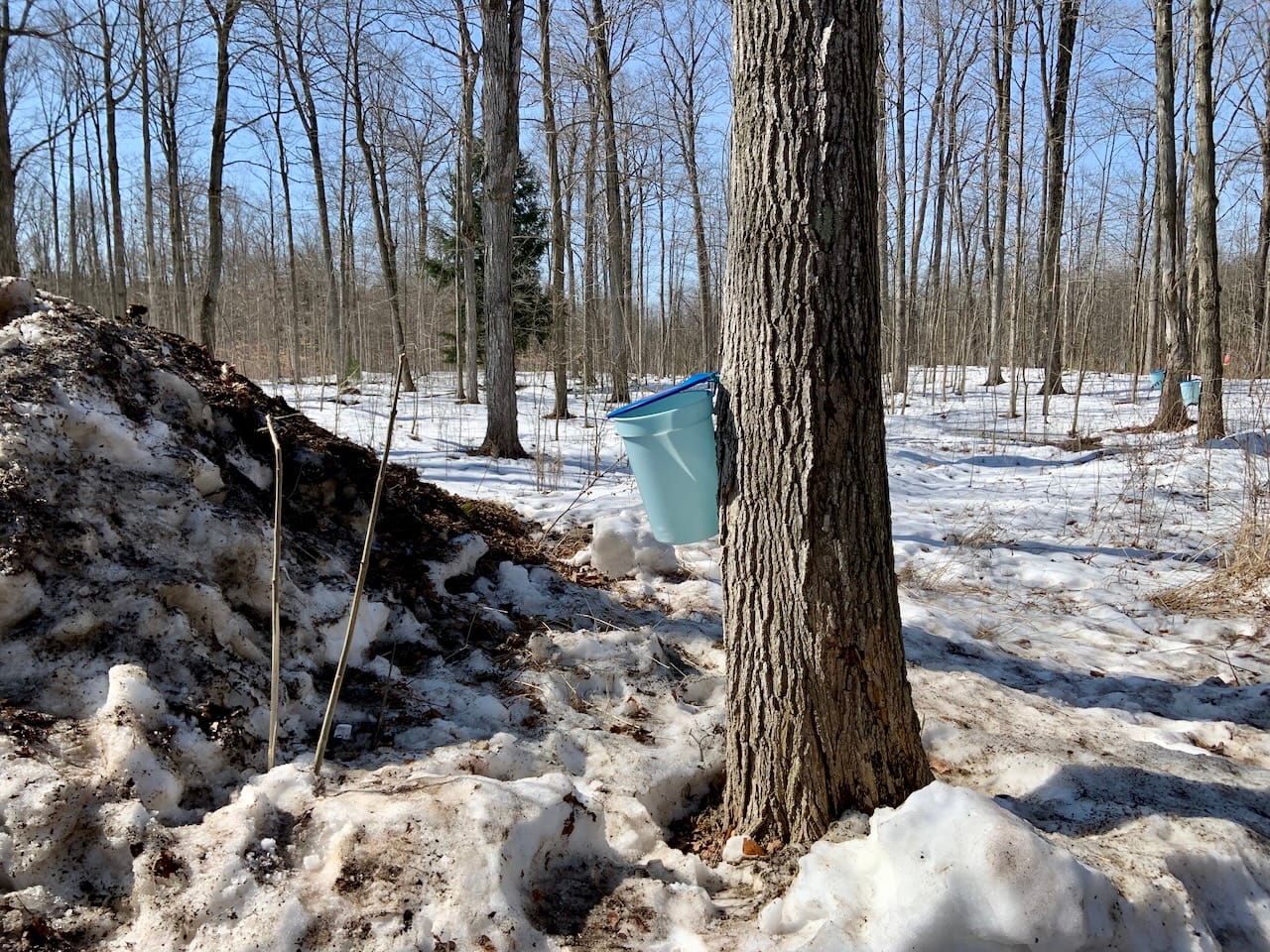 a bucket affixed to the trunk of a sugar maple tree for tapping and to collect sap