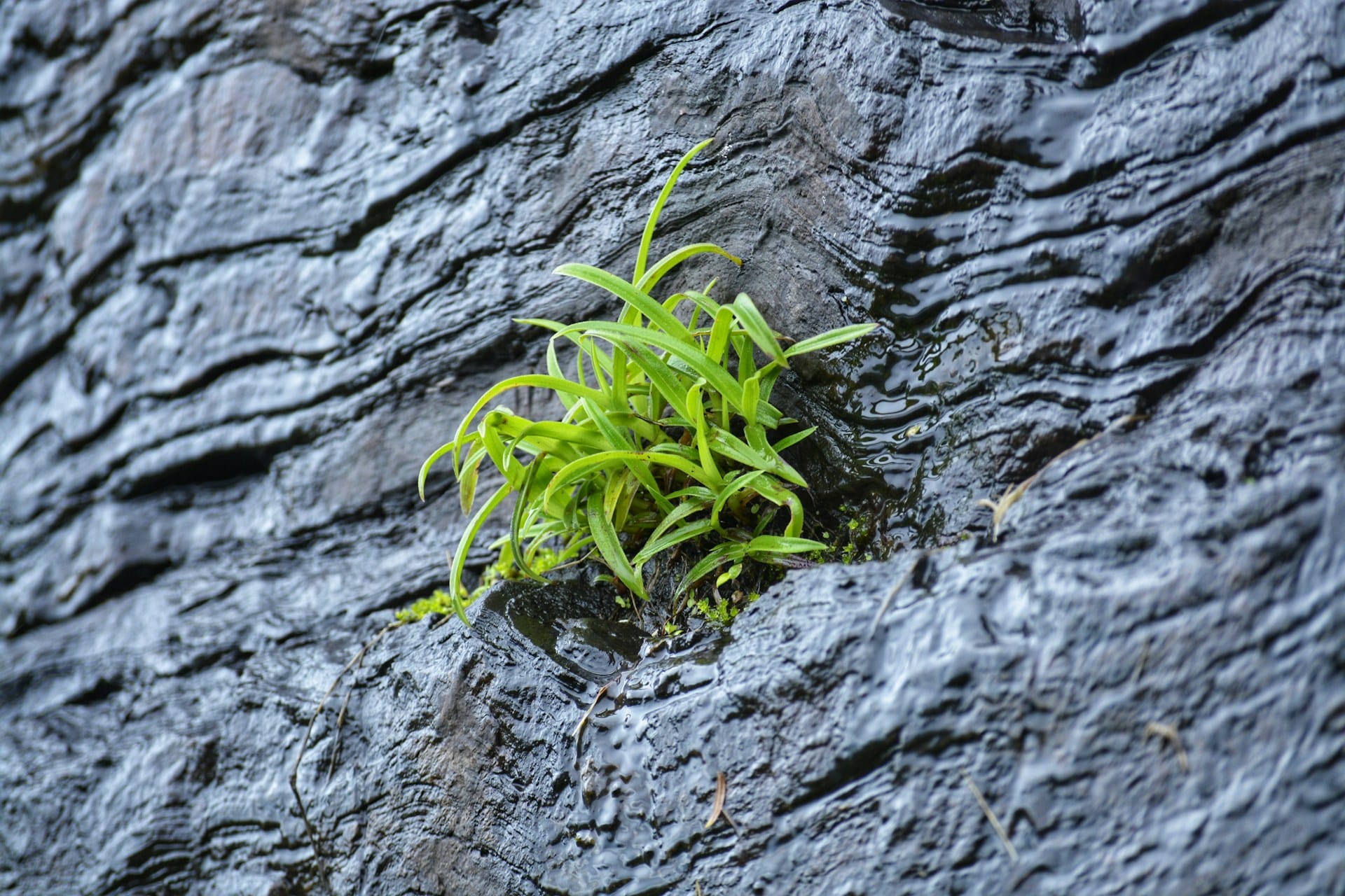 a cluster of leaves springing on a rock-face