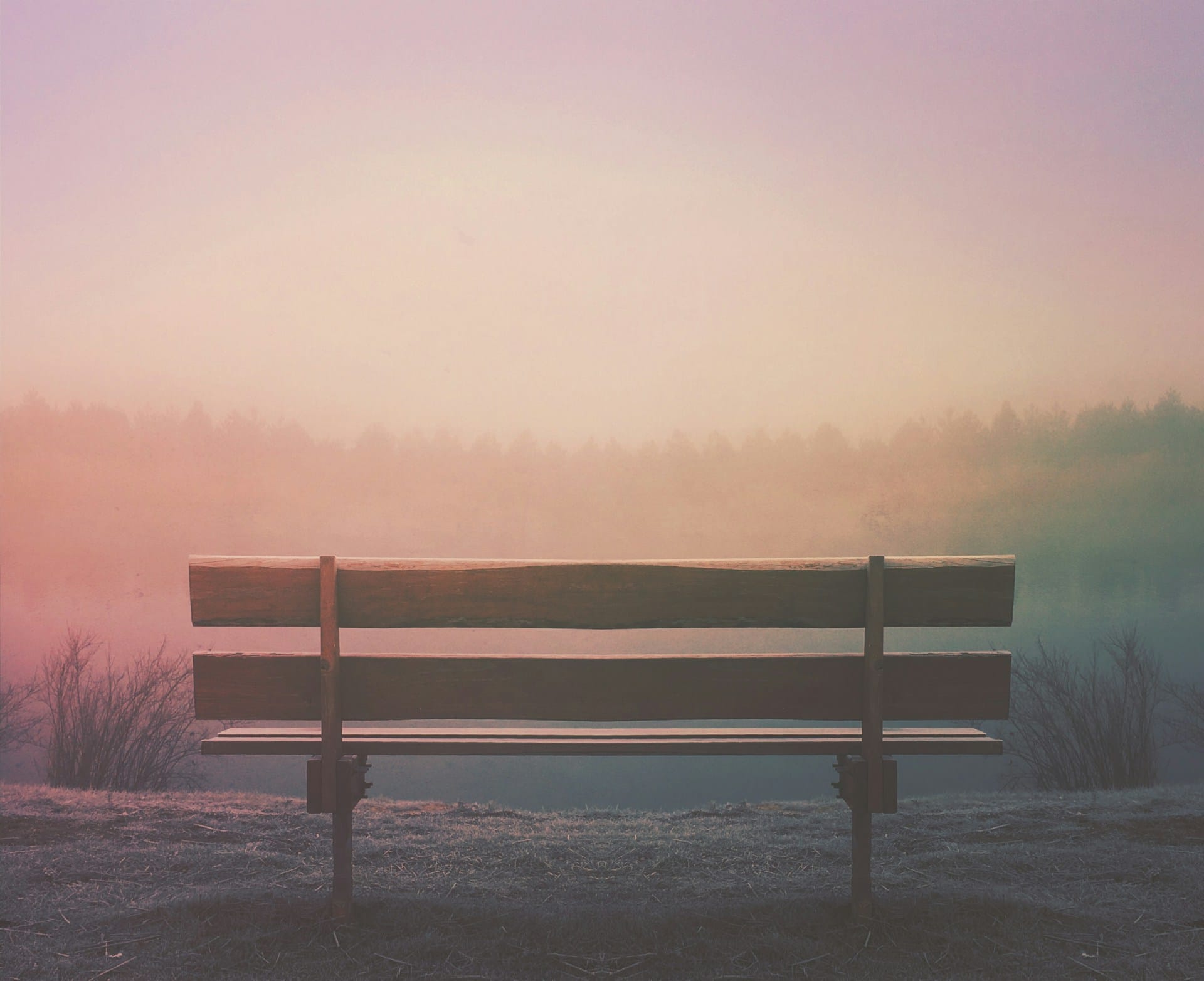wooden bench overlooking trees in the horizon