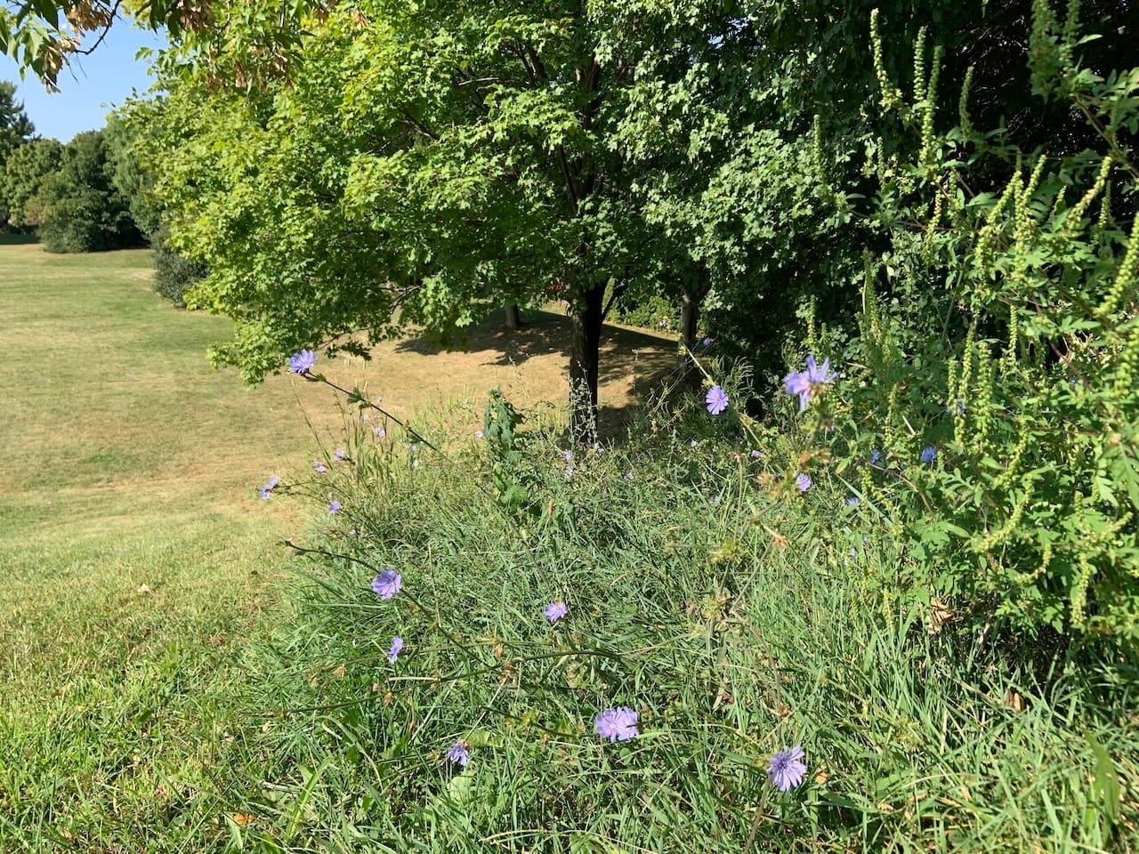 purple flowers on the grass