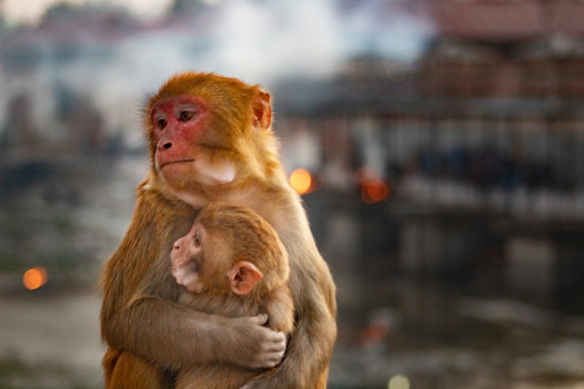an adult monkey hugging a baby monkey against a blurred urban background