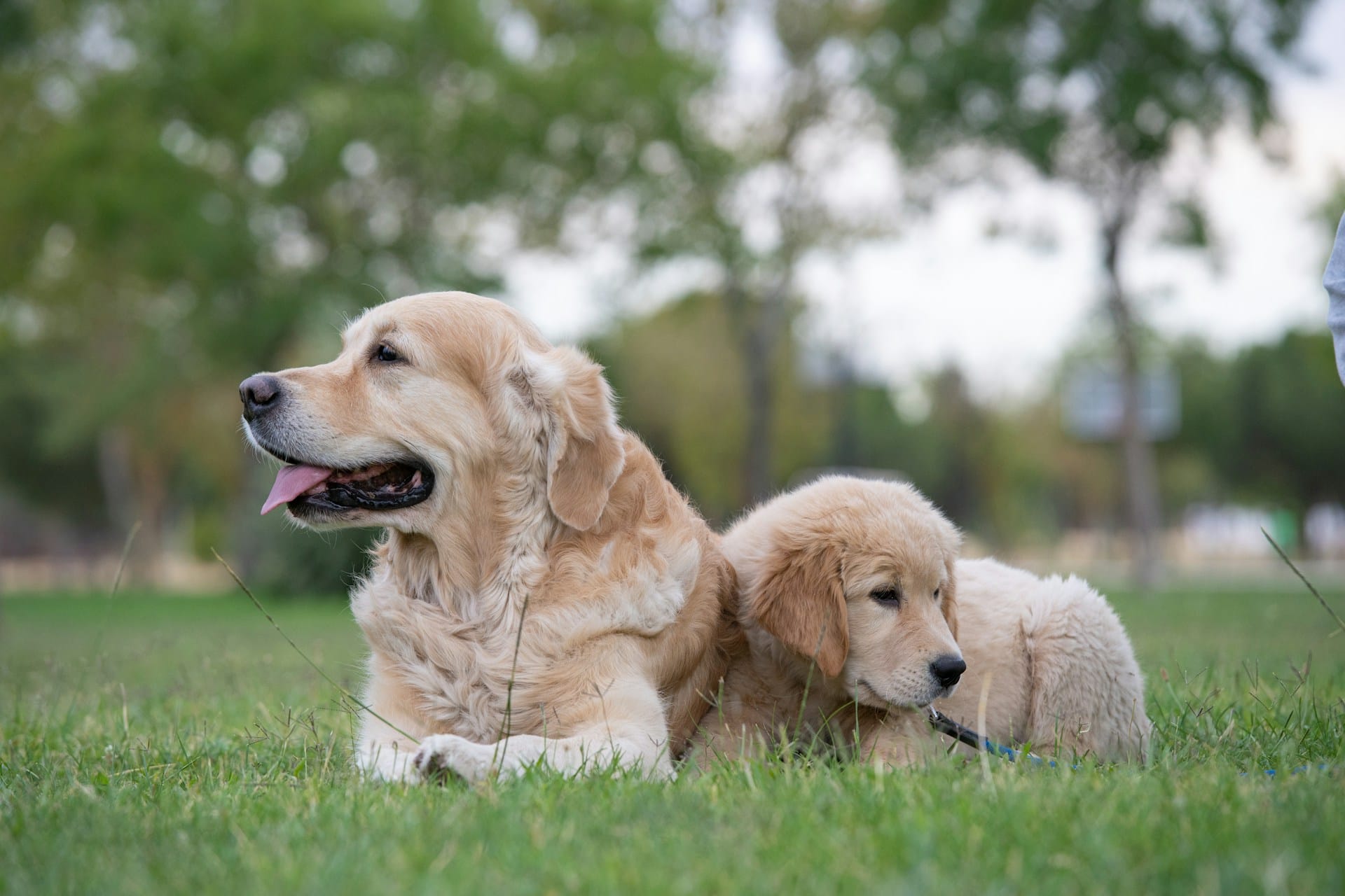 an adult golden retriever and a pup sitting beside each other on the green grass
