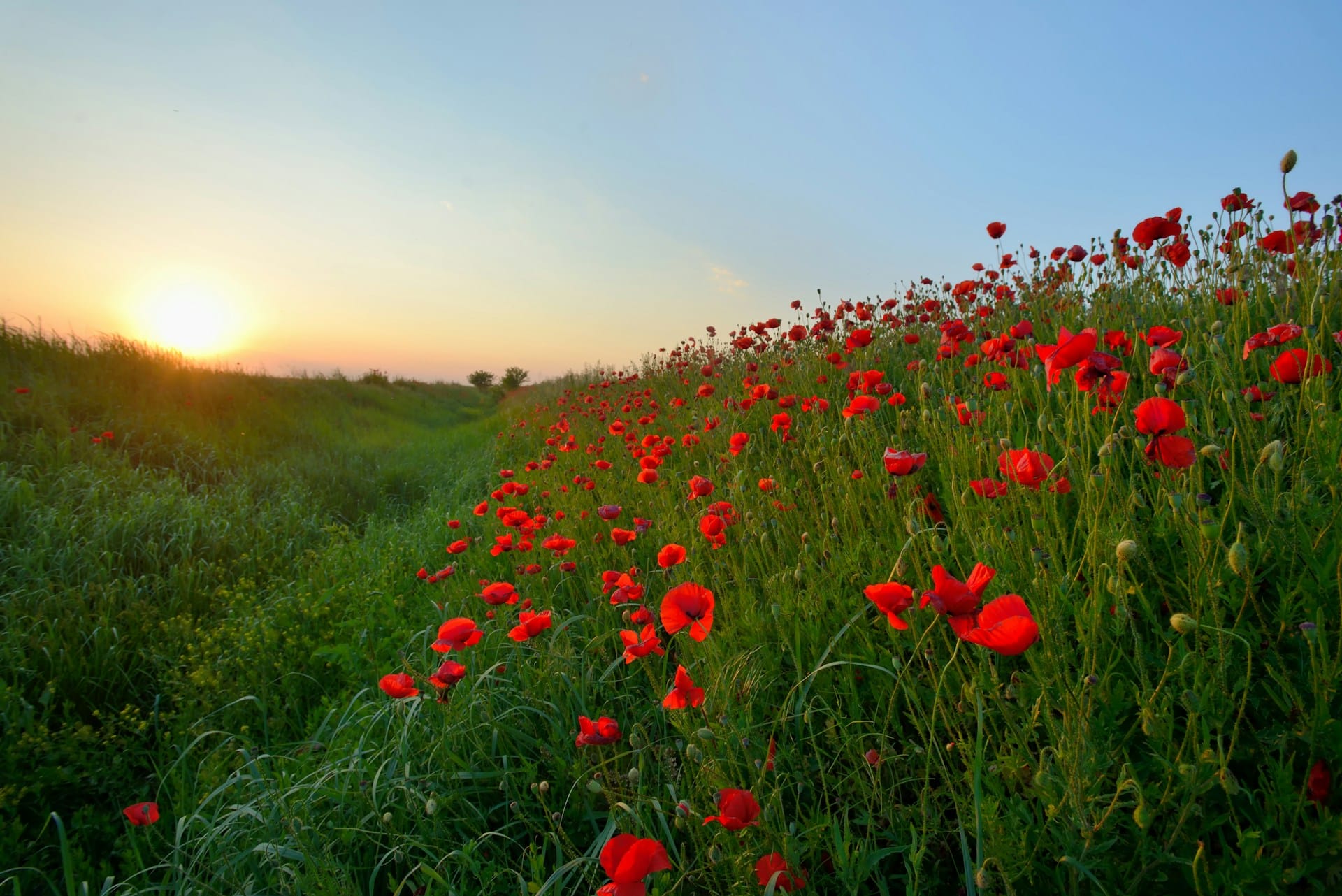 red poppies in a green field stretching towards the horizon with a pale sun in a blue sky