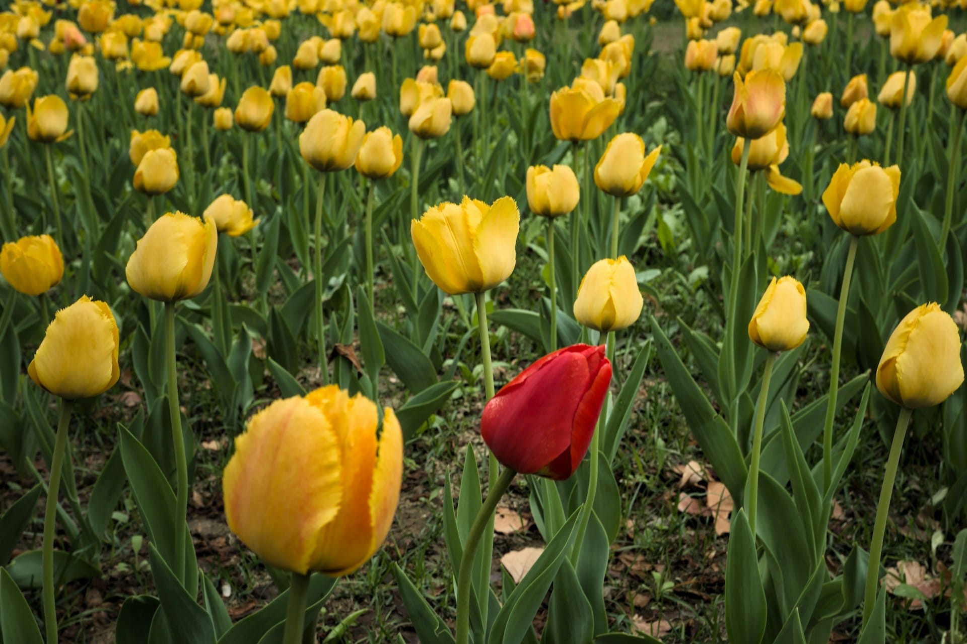 one red tulip in a field of yellow tulips