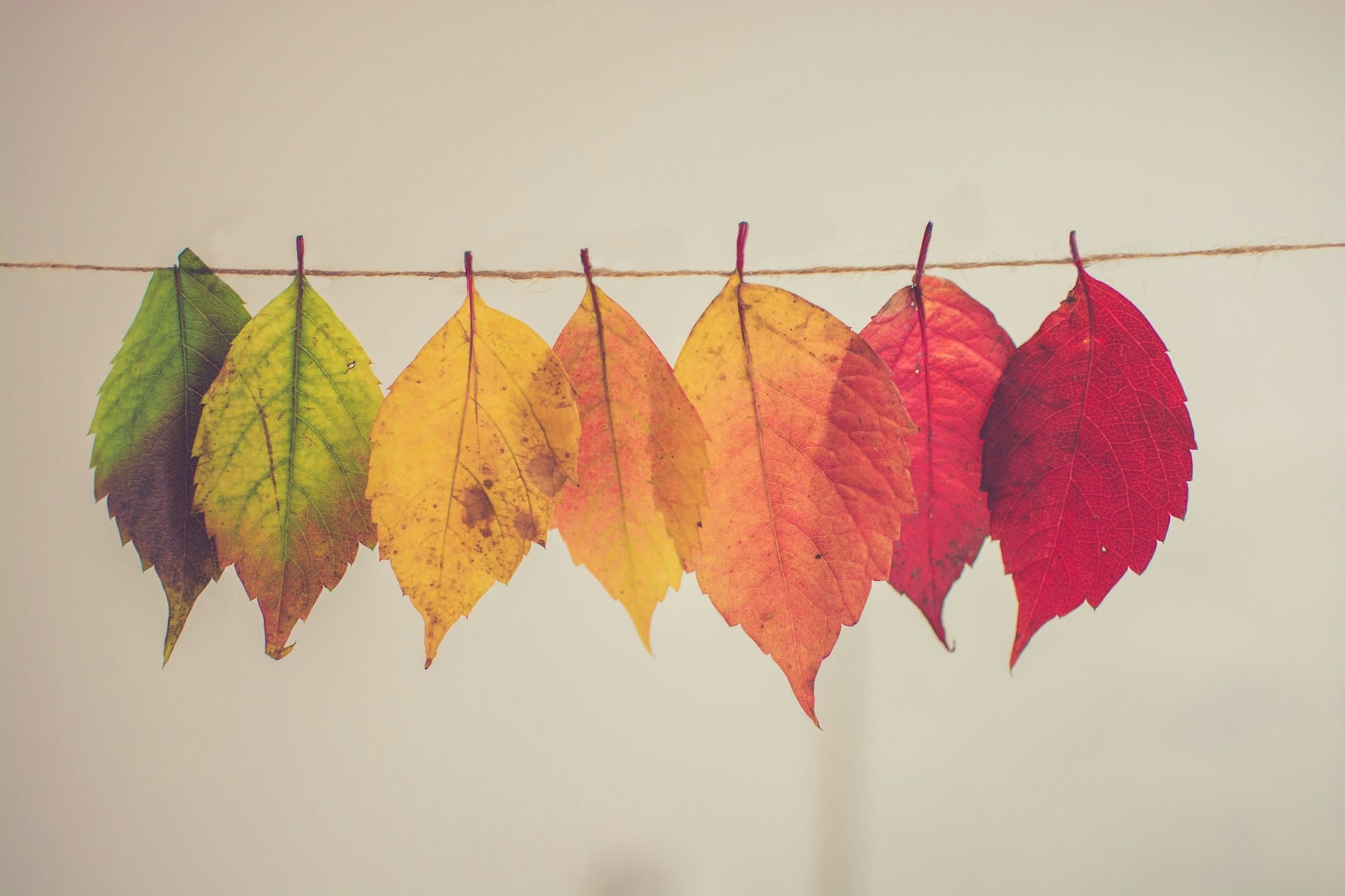 a string of seven leaves of different colours from green to yellow, orange and red