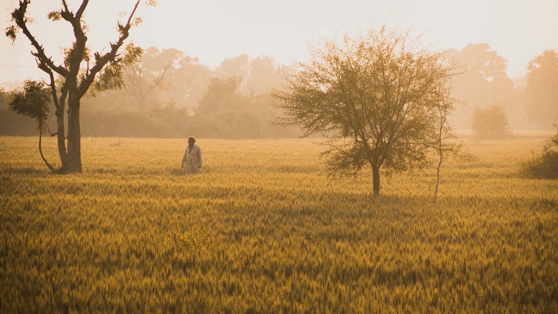 a farmer in his fields during the golden hour