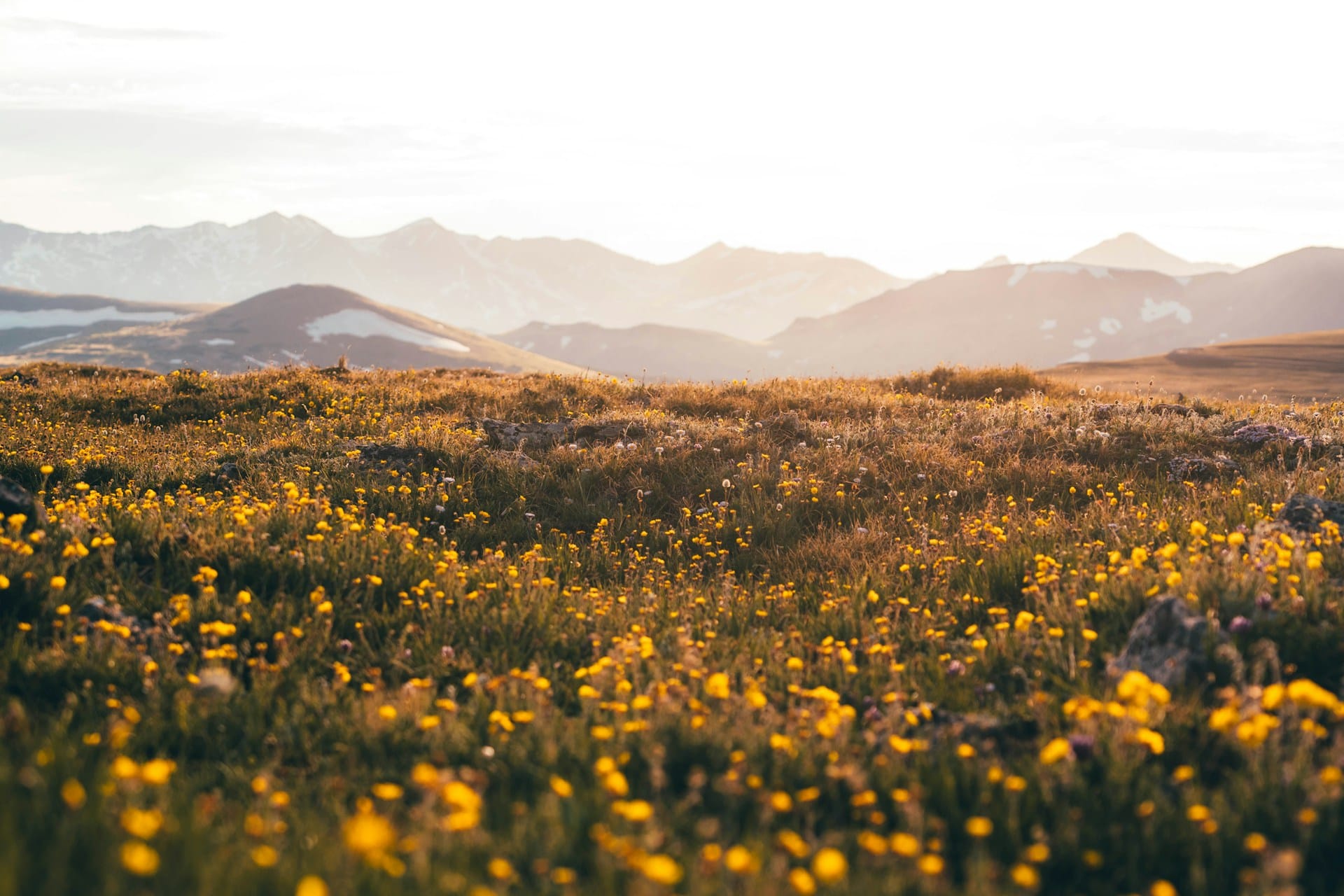 field of yellow flowers against a backdrop of mountains