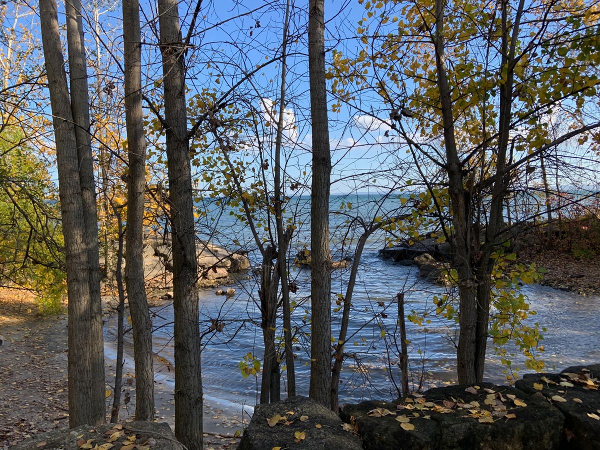 tales for dreamers: a fence of trees