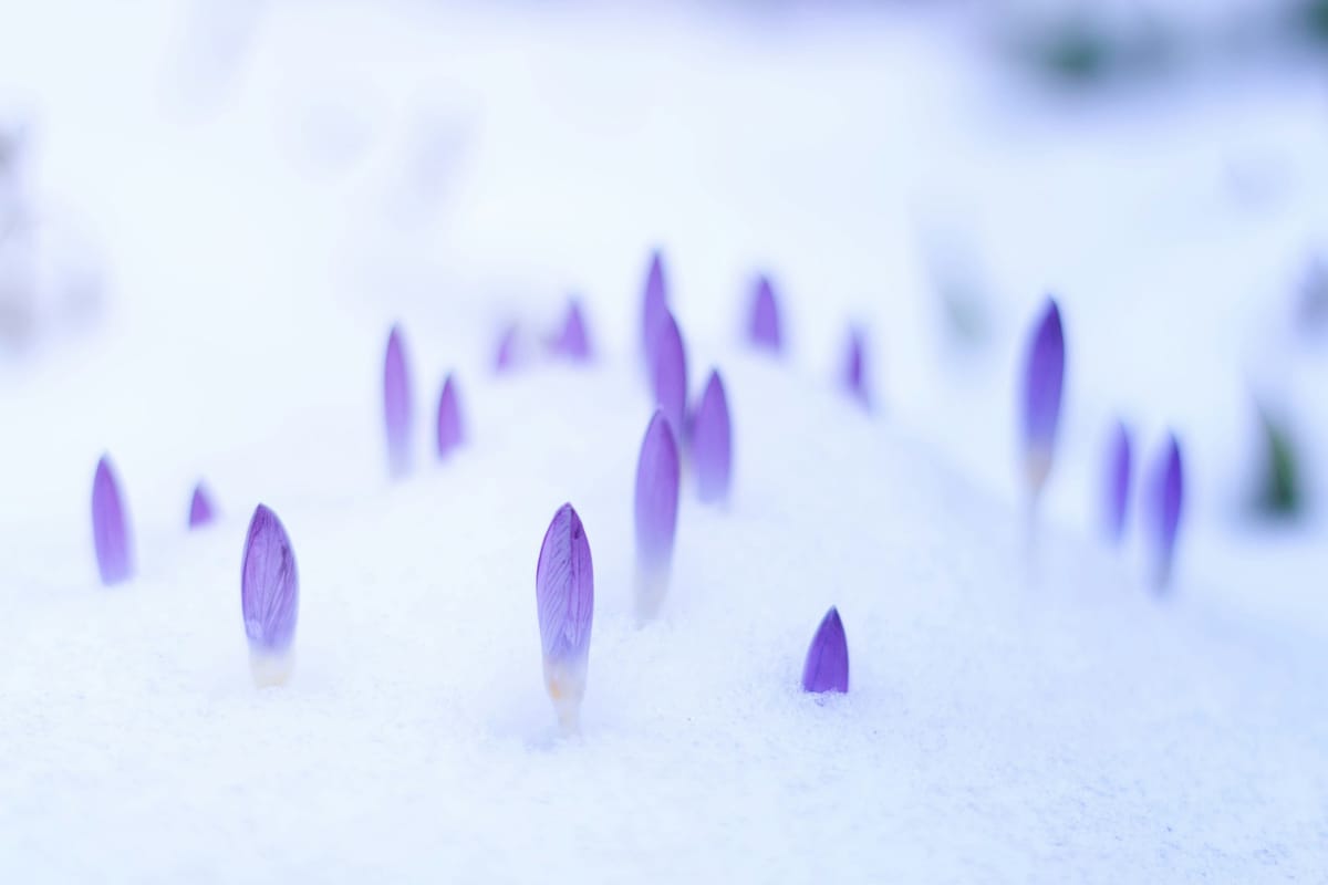 a snow avatar