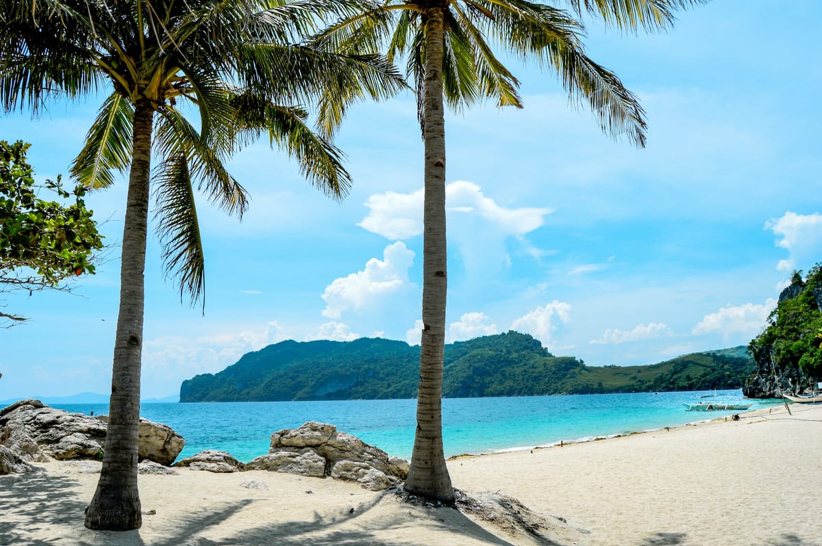palm trees on a sandy shore by the beach under a blue sky