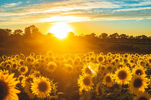 a field of sunflowers with the sun in the horizon