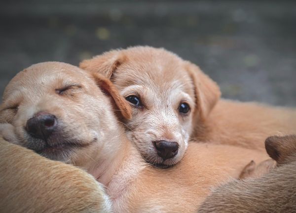 brown pup lying on mother dog