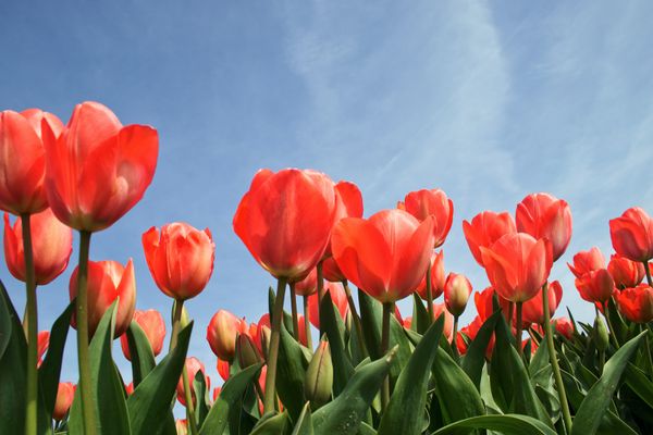 orange tulips in full bloom against a blue sky