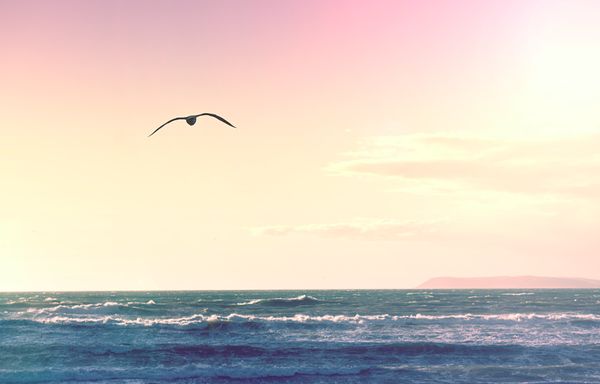 bird flying over an ocean under a pink sky