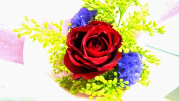 top view of a rose and two purple flowers along with green leaves in a vase
