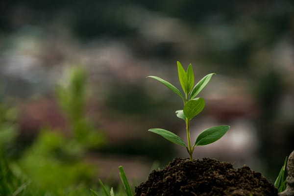 a sapling emerging from a pile of mud and dirt