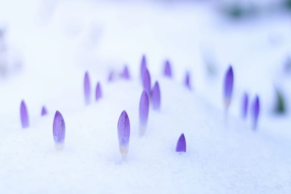 purple buds pushing up through snow-filled land