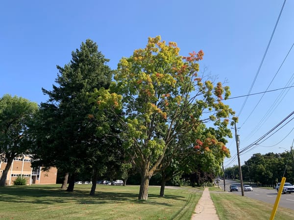 a maple tree with mostly green leaves but some turning red and orange beside a somewhat busy road