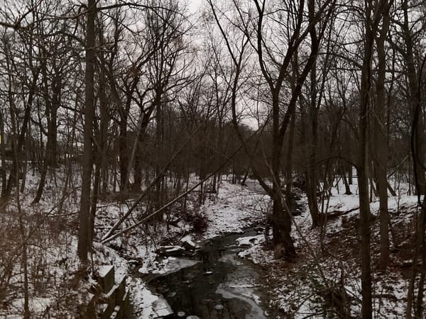 image of bare-branched trees flanking a frozen creek on a snowy woodland ground