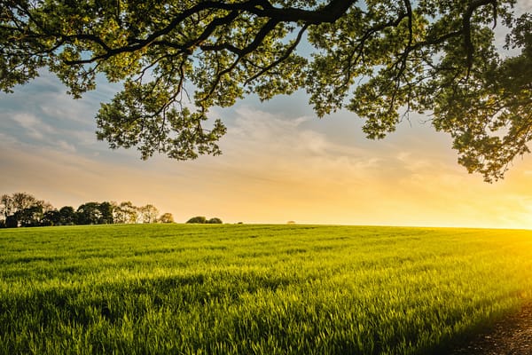 a field of green grass rolling to a sunlit horizon framed by the boughs of a tree above