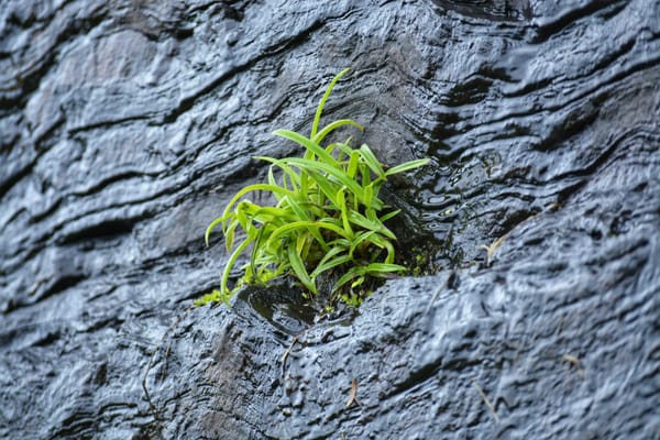 a cluster of leaves springing on a rock-face