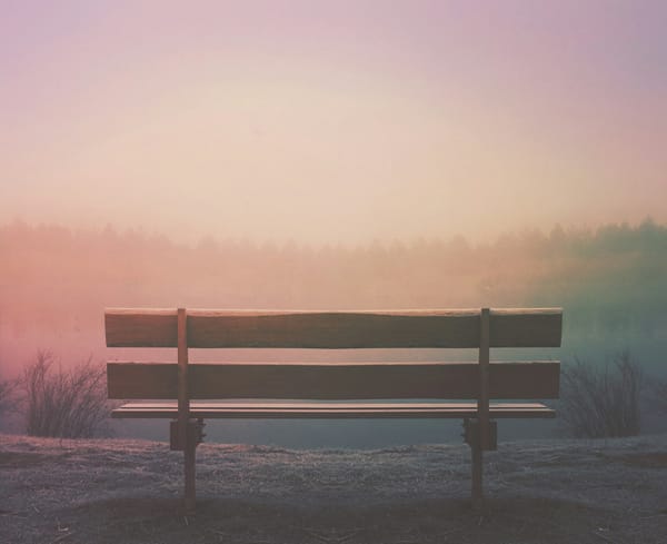 wooden bench overlooking trees in the horizon