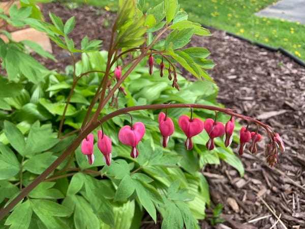 a branch of pink bleeding heart flowers in a garden