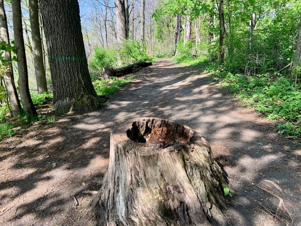 a tree stump in a shadowed forest trail, dappled with sunlight, surrounded by echoes of old magic