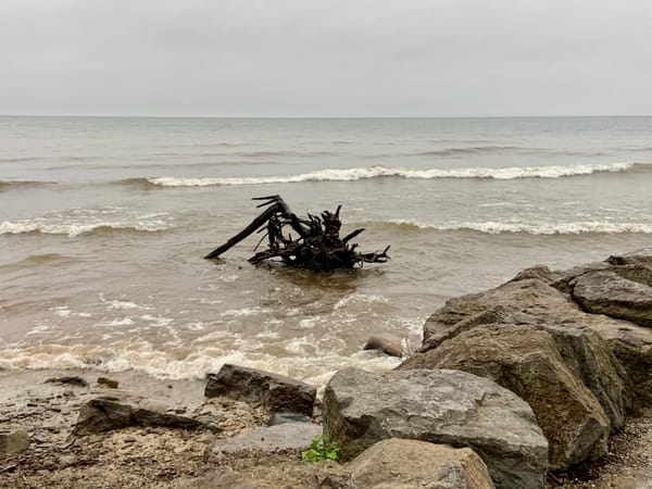 driftwood floating in the middle of a lake with muddy brown water under a grey sky