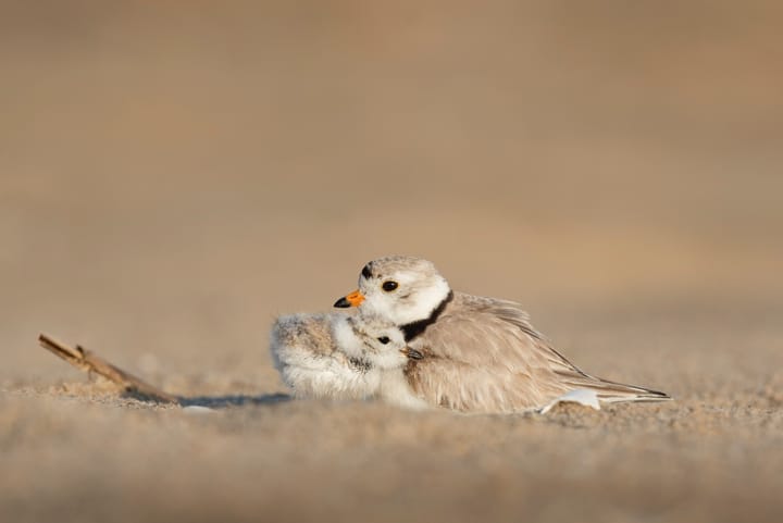 free-writing: bird cams, and lessons in parenting