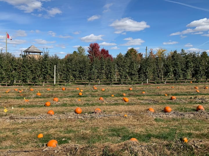 tales for dreamers: pumpkins in protest