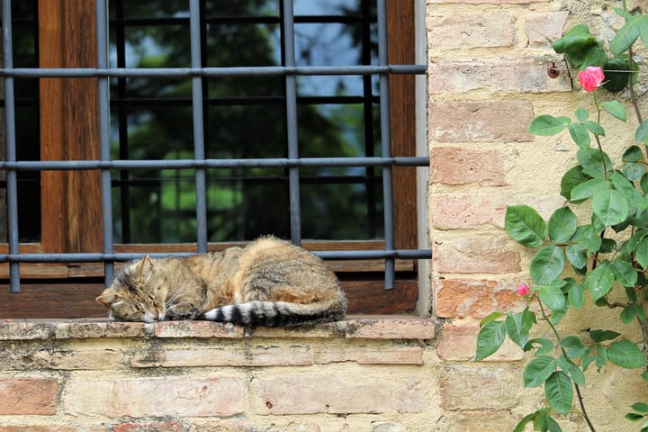 brown cat sleeping on a window sill